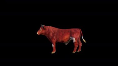 Kahverengi Sığır Boş Tarafı Görünümü