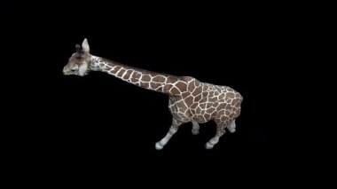 Zürafa Yürüyüşü Üst Görünümü