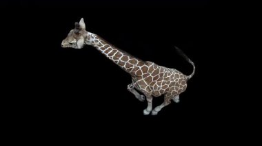 Zürafa Üst Görünümü Çalıştır 