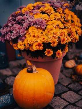 Büyük bir balkabağı ve çiçek açan kasımpatılar renkli bir sonbahar sahnesi yaratır. Pembe saksı ve kaldırım taşı yüzeyi cazibe ve doku ekler. Küçük su kabakları ise mevsimsel atmosferi güçlendirir..