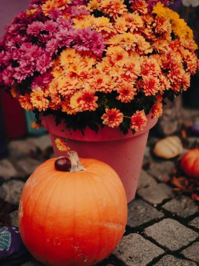 Canlı bir turuncu balkabağı, turuncu, sarı ve mor renkte çiçek açan kasımpatılarla dolu pembe bir saksının yanında oturur. Daha küçük su kabakları ve dağınık yapraklar, kaldırım taşı yüzeyindeki bu hoş düşme temalı düzenlemeyi tamamlıyor..