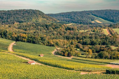 Üzümler yeşil tepeler boyunca ritmik desenler oluşturur, orman ve yumuşak bulutlar derinlik katar. Uyumlu ve resmedilmiş kırsal bir kompozisyon..