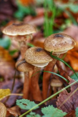 Group of brown mushrooms with rounded caps and slender stems growing among fallen leaves and green grass. A richly textured forest floor composition capturing seasonal change, biodiversity, and natural growth in a woodland habitat.