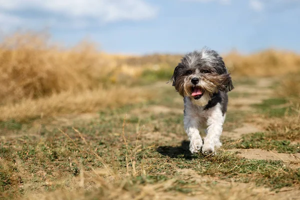 Bichon Hawańczyk Pies Fryzury Lato Jego Język Wychodzić Kolejny Szczêœliwie — Zdjęcie stockowe