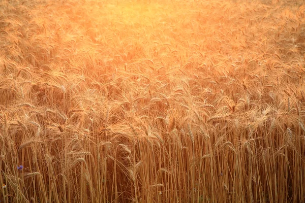 Закрыть Поле Золотой Созревающей Пшеницей Освещенной Заходящим Солнцем Яркий Сельскохозяйственный — стоковое фото