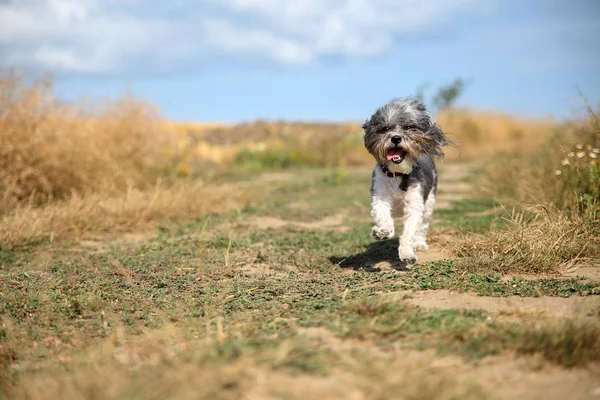 귀여운 강아지 Havanese 머리와 행복에 필드와 구름과 필드의 깊이에 선택적 — 스톡 사진