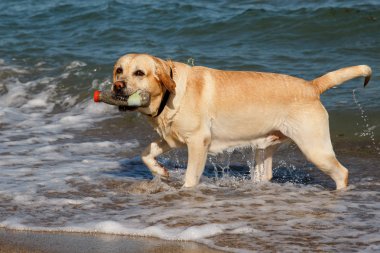 Deniz plastik şişeden su alma güzel Labrador Retriever köpek