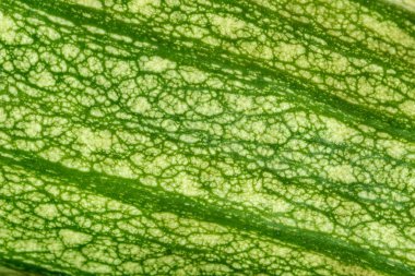 Aşırı bir taze yeşil kabak cildin kapatın. Makro doku gıda arka plan