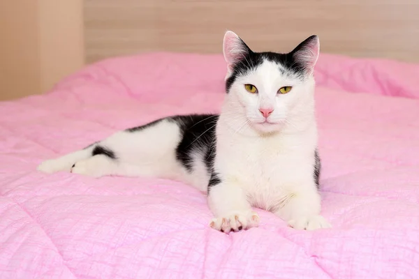 Εγχώρια Μαύρο Και Άσπρο Γάτα Όμορφο Κίτρινο Μάτια Και Ροζ — Φωτογραφία Αρχείου