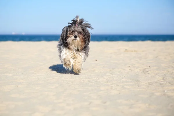 Söta Bichon Havanese Hund Med Hårsnodd Körs Stranden Solig Dag — Stockfoto