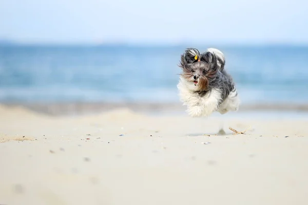 스럽다 Bichon Havanese 해변에서 화창한 날에는 공기에서 잡았다 — 스톡 사진