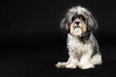 Stüdyo portre sevimli bir gri ve beyaz Bichon Havanese köpek siyah arka plan metin veya tasarım için boş alan ile şirin kil kıllı
