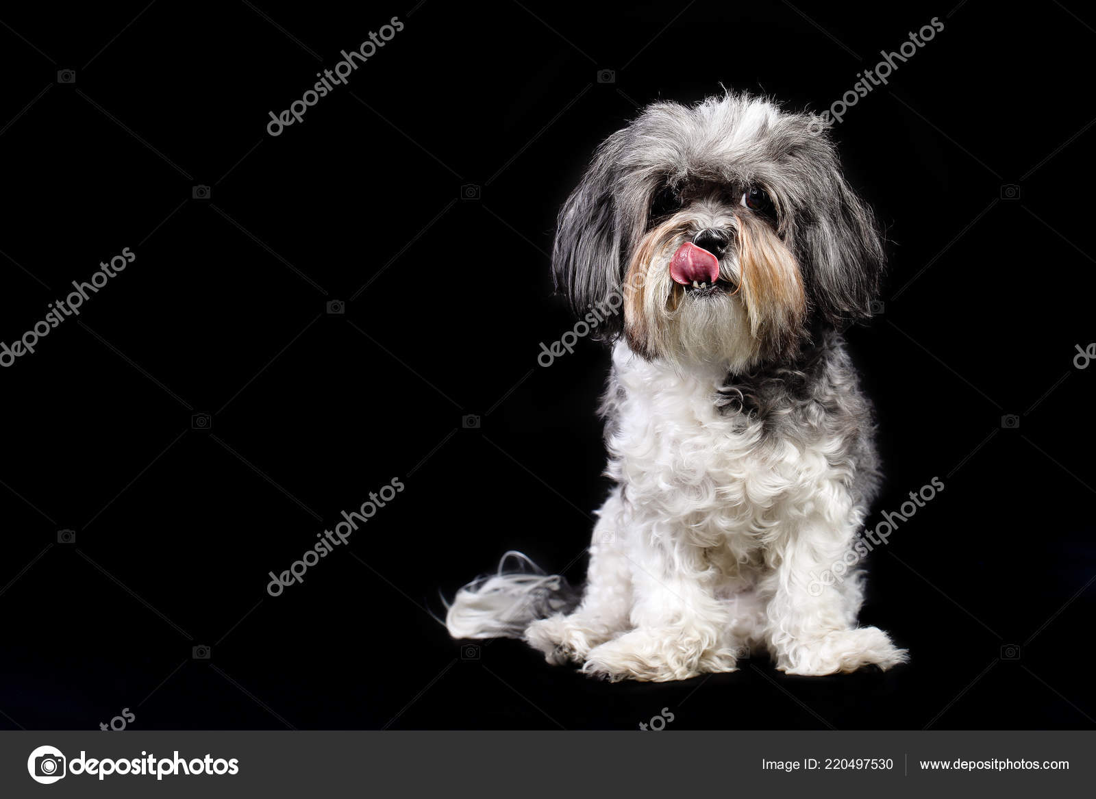 Studio Portrait Cute Grey Black White Bichon Havanese Dog Licking Stock Photo C Mahlebashieva Yahoo Com 220497530