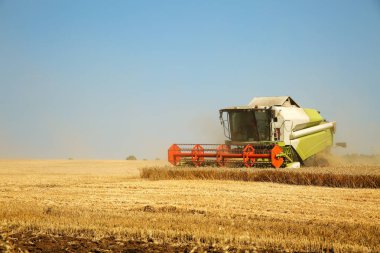Mavi gökyüzü parlak yaz gününde bir altın olgun buğday alanında çalışan hasat birleştirin. Havadaki toz tahıl. Tarım kavramı, metin için yer 