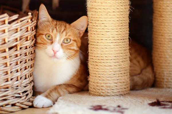 Zbliżenie Piękne Białe Imbir Pręgowany Kot Motley Golden Zielonkawe Oczy — Zdjęcie stockowe