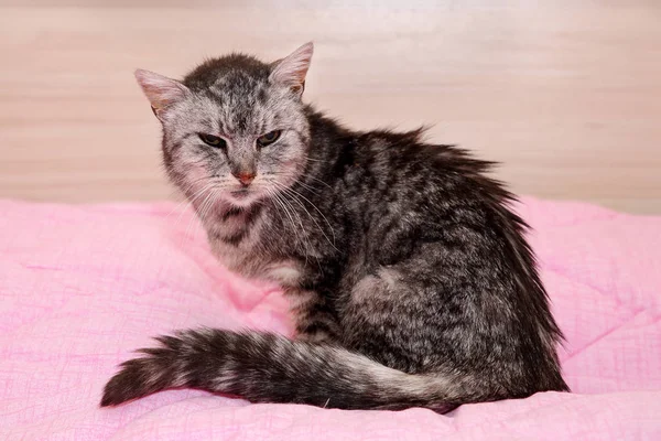 Bardzo Stary Chory Szary Pręgowany Kot Zapisano Ulic Siedząc Różowym — Zdjęcie stockowe