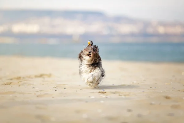 Divertido Retrato Lindo Perro Bichon Havanese Corriendo Felizmente Playa Ciudad —  Fotos de Stock