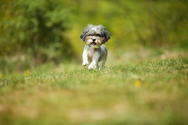 Adorable Happy Bichon Havanese Dog Summer Haircut Running Beautiful Green — Stock Photo, Image