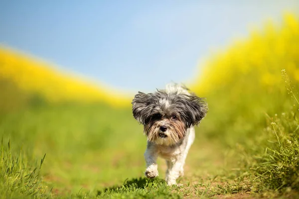 Very Cute Funny Bichon Havanese Dog Summer Haircut Running Rape — Stock Photo, Image