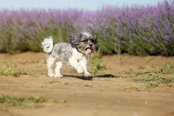 Söta Bichon Havanese Hund Kör Nära Lavendelfält Med Tungan Hängande — Stockfoto
