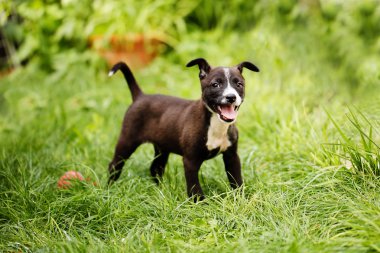 Bahçedeki çimlerin üzerine oynamaya sokaklardan kurtardı siyah, kahverengi ve beyaz renklerde bir sevimli, mutlu karışık doğurmak küçük köpek yavrusu portresi 