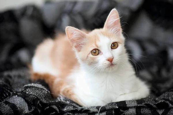 Retrato Joven Gato Jengibre Blanco Claro Con Hermosos Variados Ojos —  Fotos de Stock