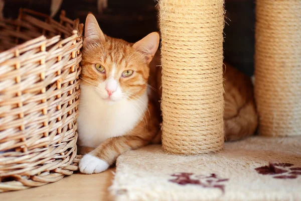 Primer Plano Hermoso Gato Tabby Blanco Jengibre Con Ojos Variados —  Fotos de Stock