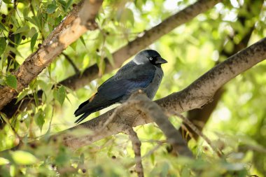 Avrupa ısırgan ağaca (Celtis australis) bir dal üzerinde tünemiş ve kameraya bakarak Genç Western küçük karga (Corvus monedula)