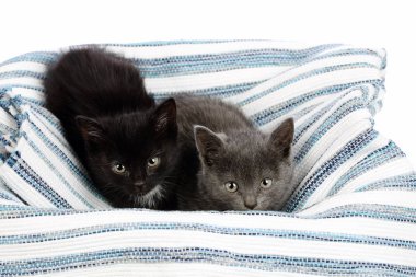 İki sevimli bir buçuk aylık yavru kedi, gri ve siyah beyaz bir bez halı üzerinde. Şirin bebek kedi kardeşler stüdyo çekim 