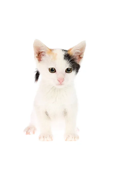 Adorable White Calico Two Months Old Kitten Dirty Ears Isolated — Stock Photo, Image