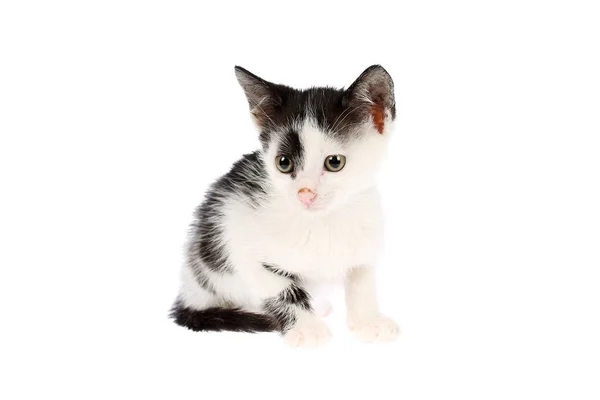 工作室拍摄的一个可爱的 黑色和白色 两个月大的小猫与肮脏的鼻子和耳朵 孤立在白色的背景 — 图库照片
