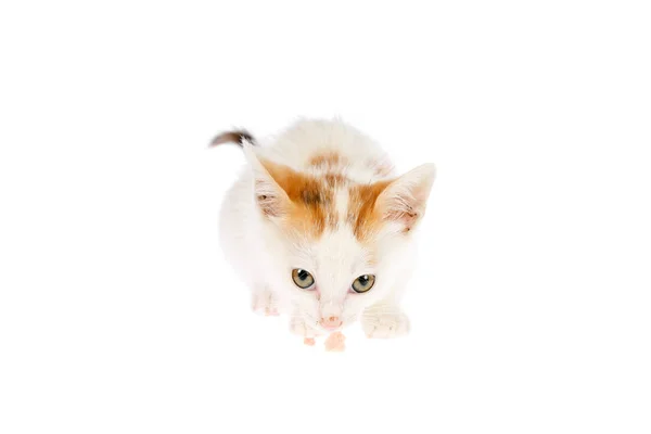 かわいい ヶ月肉をスニッフィング古い三毛猫子猫ビットし 白い背景の分離カメラに探しています 自家製生猫の概念を供給 — ストック写真