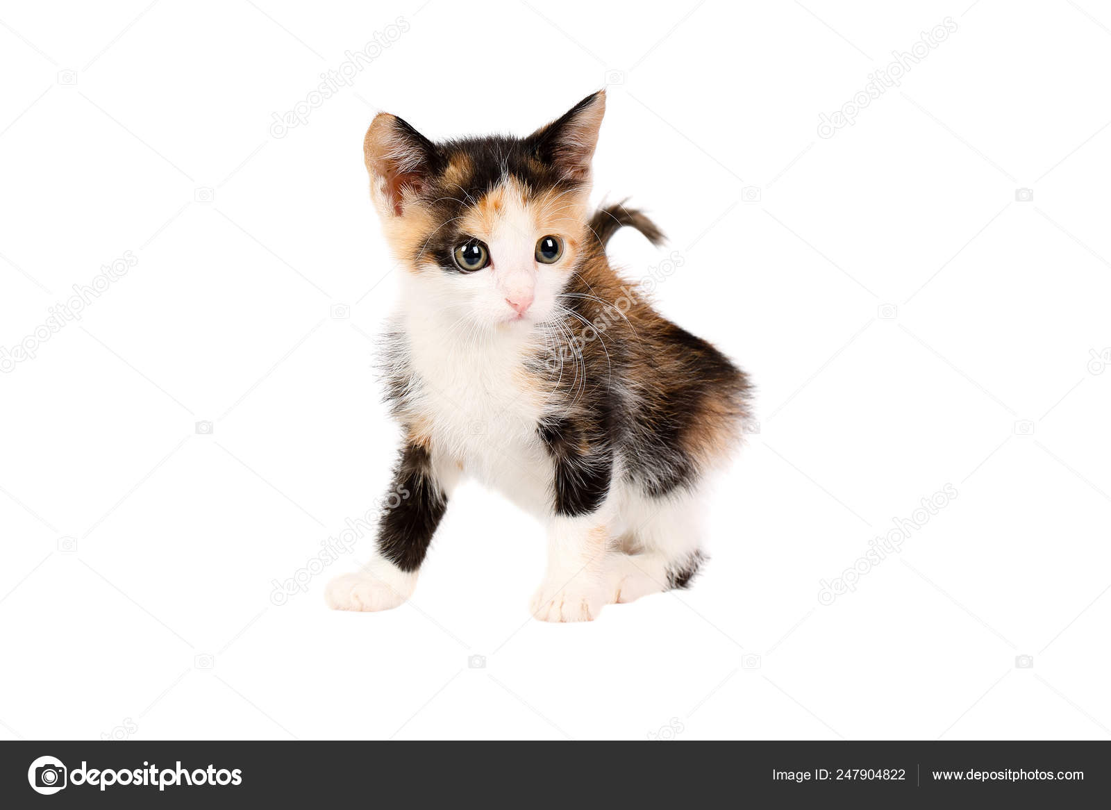 White calico kitten 2025