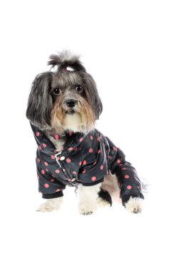 Sevimli siyah, beyaz ve gri Bichon Havanese köpek ile sıcak, kış ceket bacaklar ile pembe noktalar üzerinde koyu lacivert renk giymiş. Köpek Giyim Kış moda. Beyaz arka plan üzerinde izole