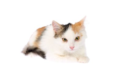 Güzel 4-5 ay eski alaca yavru kedi iltihaplı göz, şişmiş göz kapakları ve akıntı ile hasta yalan. Beyaz arka plan üzerinde izole