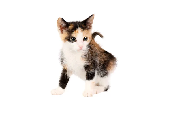 Studio shot of an adorable two months old calico kitten, looking curiously, isolated on white background — Stock Photo, Image