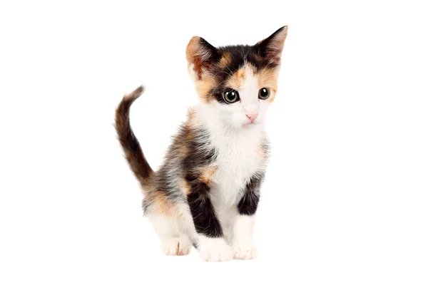 Studio shot of an adorable two months old calico kitten, looking curiously, isolated on white background — Stock Photo, Image