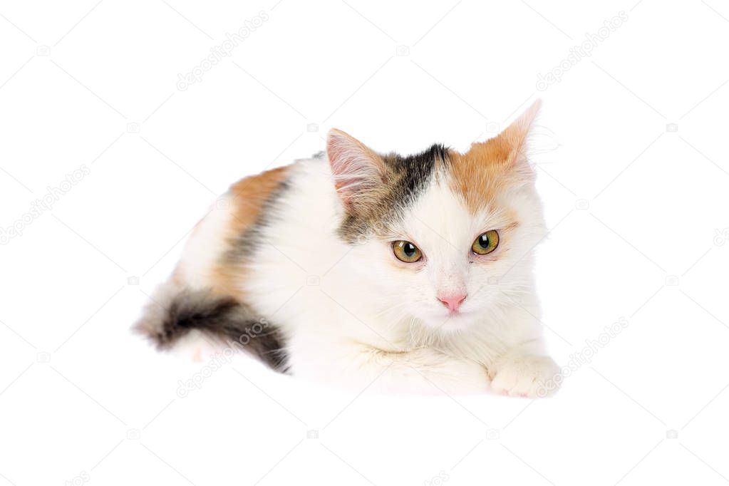 Beautiful 4-5 months old calico kitten lying sick with inflamed eyes, swollen eyelids and discharge. Isolated on white background