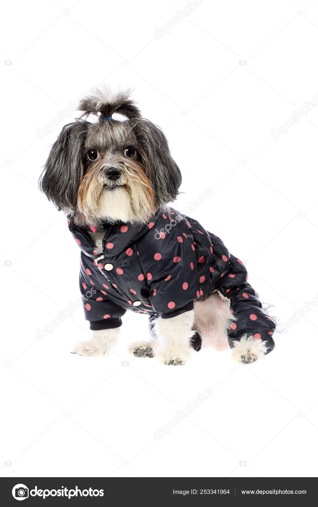 Cute And Funny Black White And Grey Bichon Havanese Dog Dressed With Warm Winter Coat With Legs In Dark Navy Blue And Pink Dots Isolated On White Background Stock Photo C