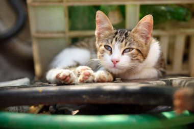 Şirin evsiz kedi yavrusu ile kısmen kapalı üçüncü yalan üzülmüş ve misarble dışında göz kapağı,