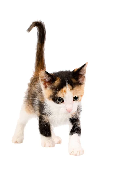 Studio shot of an adorable two months old calico kitten, walking with an upright tail and looking curiously, isolated on white background — Stock Photo, Image