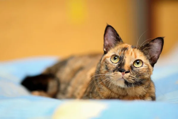 Close portrait of a beautiful tortoiseshell cat with big, round dichromatic eyes (yellow and green colored) eyes lying on a bed looking upwards — Stock Photo, Image