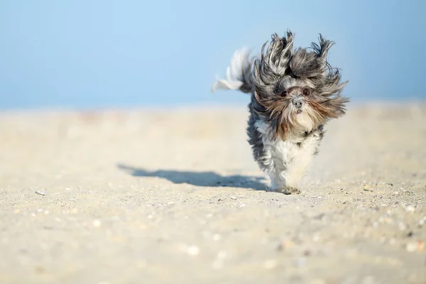 Adorable, happy and funny Bichon Havanese dog with sand on the muzzle running on the beach with flying ears and hair on a bright sunny day. Shallow depth of field, focus on the eyes. Space for text — Stock Photo, Image