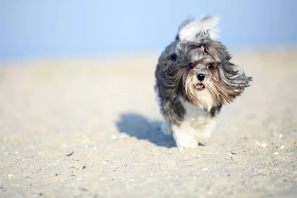 Adorável, feliz preto, cinza e branco Bichon Havanese cão correndo na praia em um dia ensolarado brilhante. Profundidade de campo rasa, concentra-te nos olhos. Espaço de cópia — Fotografia de Stock