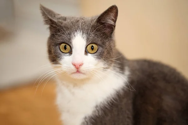 Retrato cercano de un lindo y divertido gris con gato blanco con hermosos, grandes, redondos ojos de color cobre, mirando asombrado a la cámara —  Fotos de Stock