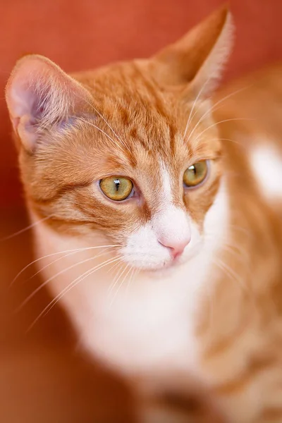 Retrato cercano de un hermoso gato tabby rojo macho con marcas blancas con ojos dorados y verdes —  Fotos de Stock