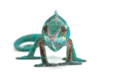 Blue lizard Panther chameleon isolated on white background clipart