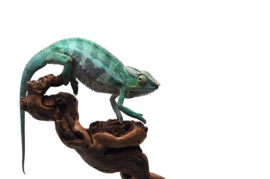 Mavi kertenkele panter bukalemunu beyaz arkaplanda izole edilmiş.