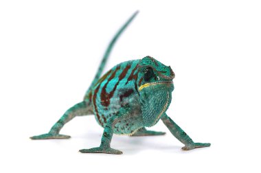 Mavi kertenkele panter bukalemunu beyaz arkaplanda izole edilmiş.