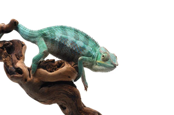 Azul Lagarto Pantera Camaleão Isolado Sobre Fundo Branco — Fotografia de Stock